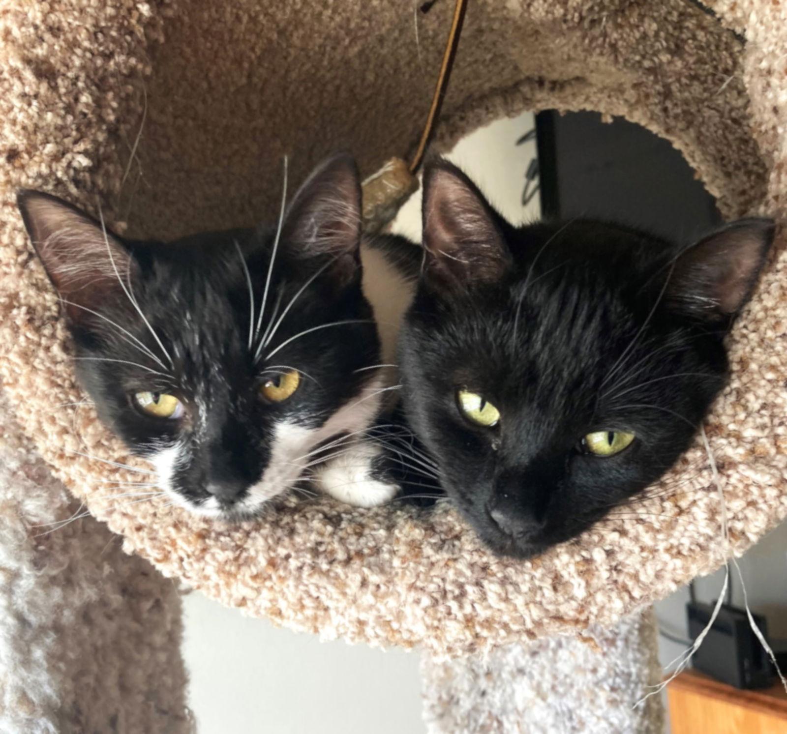 Squirt, Adoptable, Young Female Domestic Short Hair.