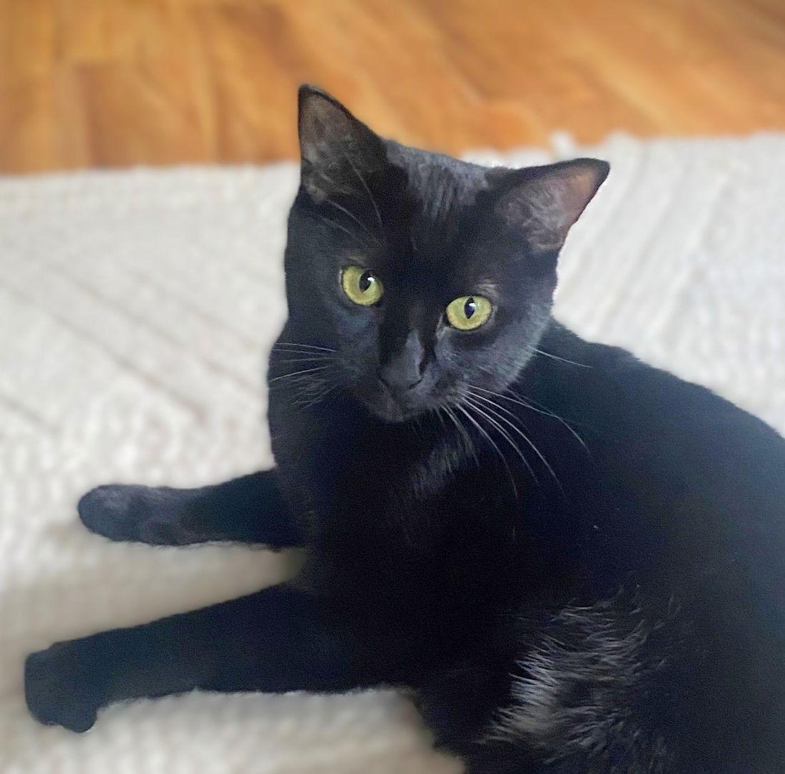 Enlarge Squirt, a Adoptable Domestic Short Hair in Springfield, OR image 2/3