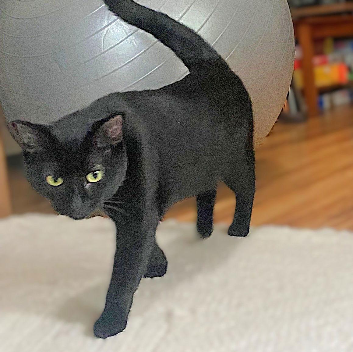 Enlarge Squirt, a Adoptable Domestic Short Hair in Springfield, OR image 3/3