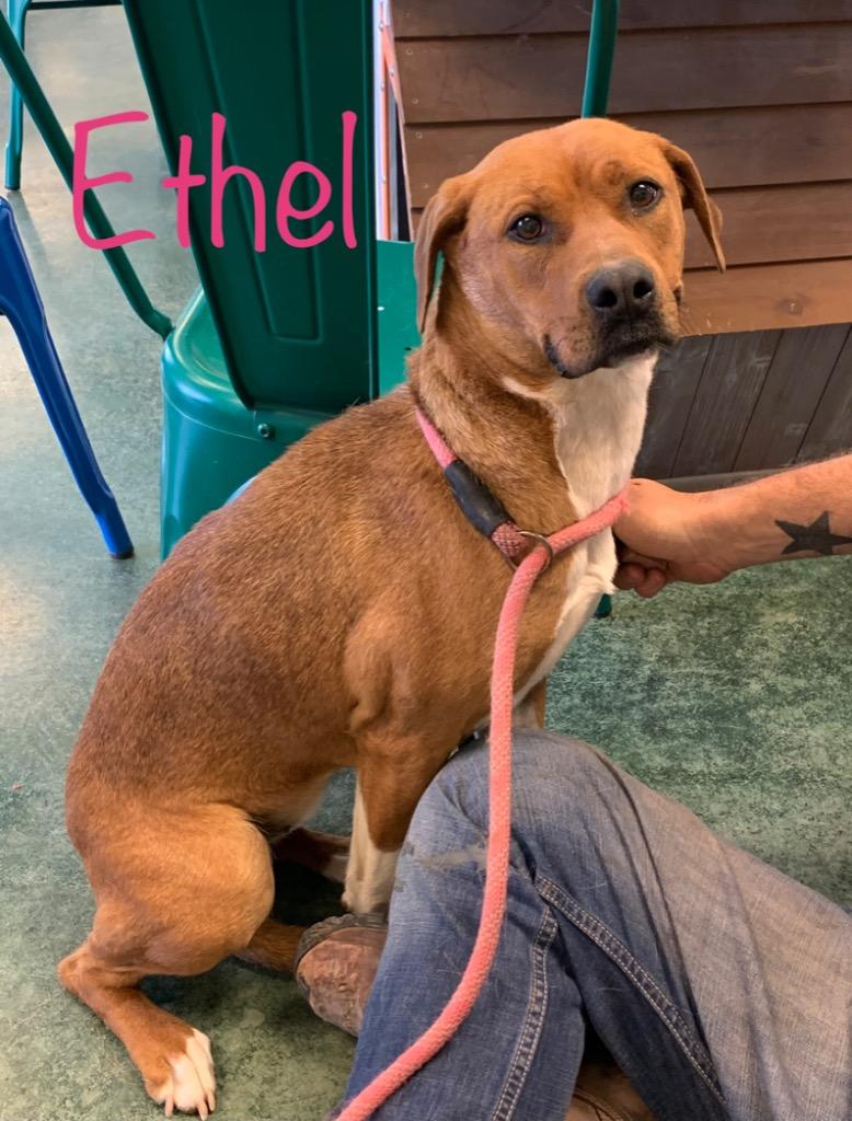 Ethel, a Adoptable mixed breed in Big Spring, TX image 1/4