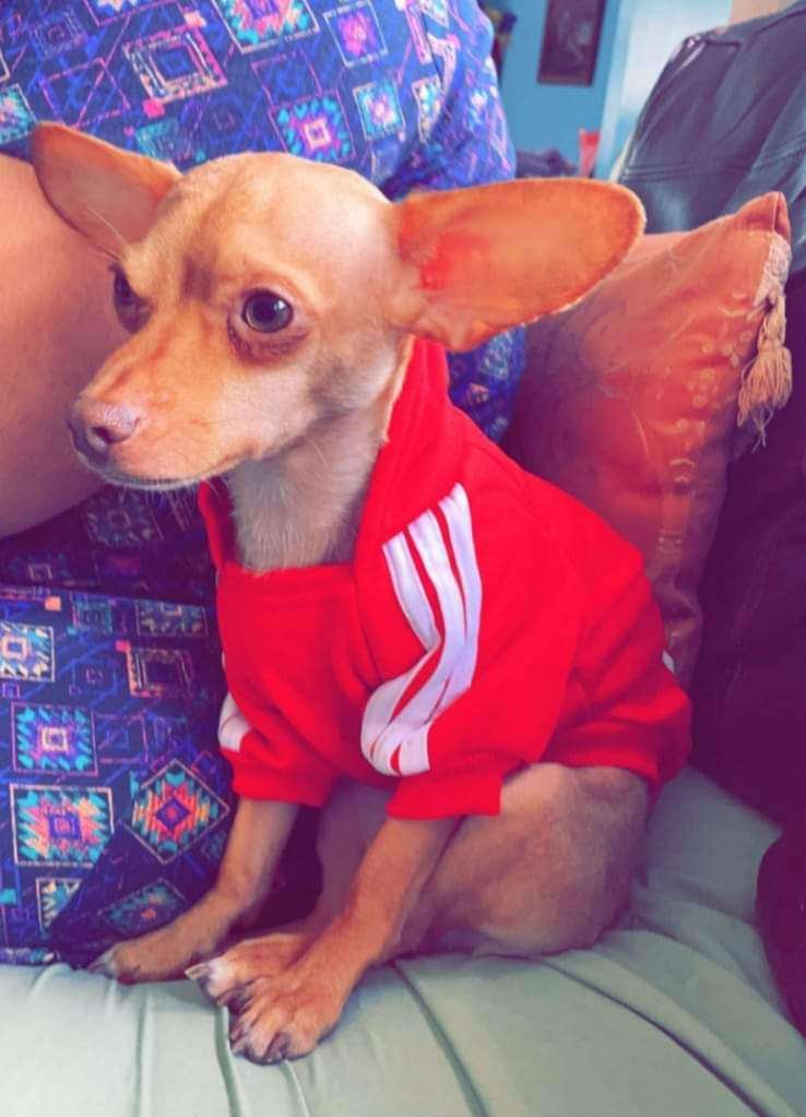 Yoda, Adopted, Adult Male Chihuahua.