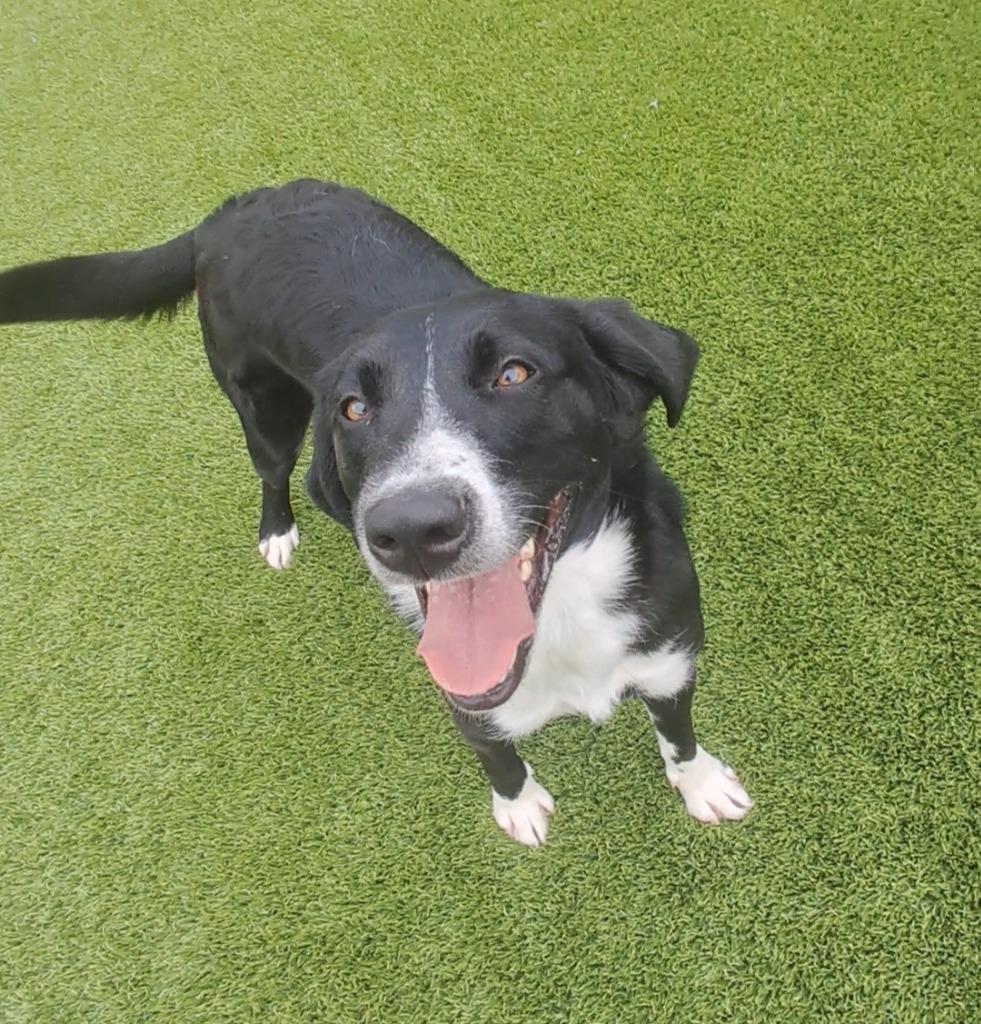 Enlarge Derby, an adopted mixed breed in Frankfort, KY image 1/1