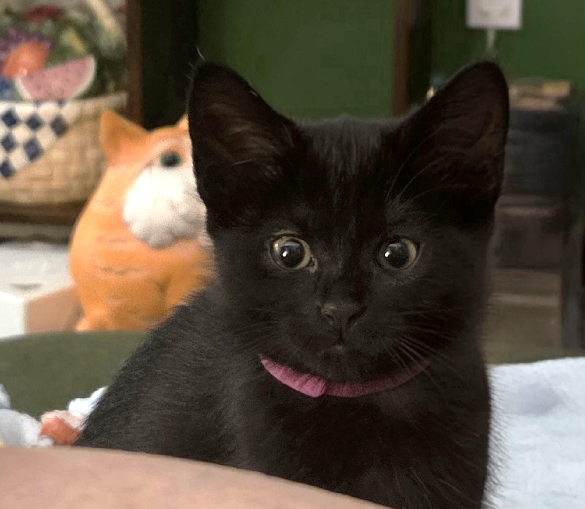 Donna, Adoptable, Kitten Female Domestic Short Hair.