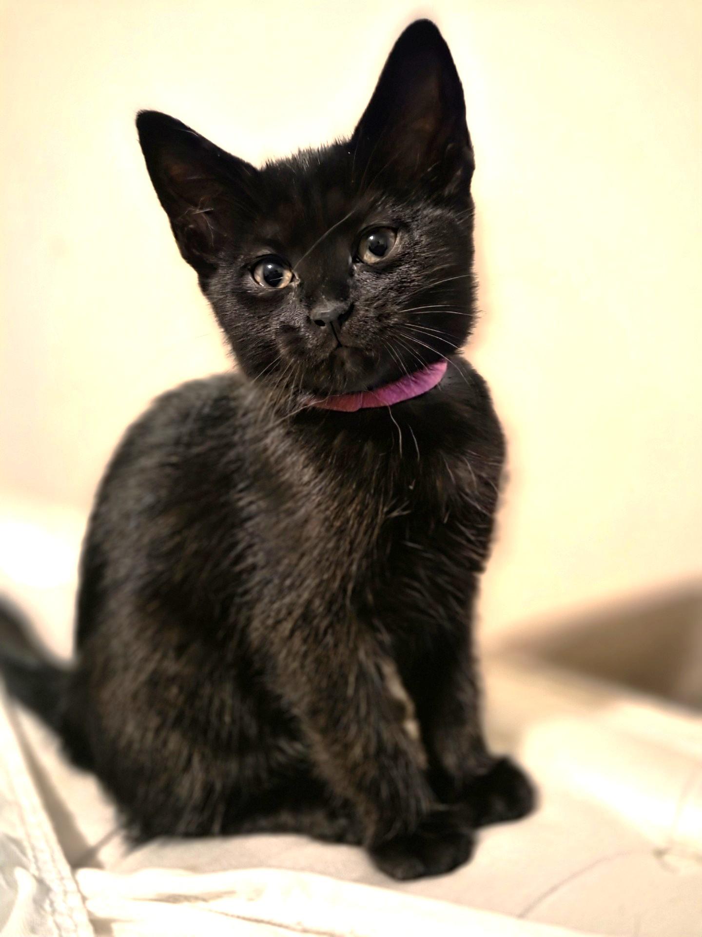 Enlarge Donna, a Adoptable Domestic Short Hair in Stoney Creek, ON image 3/3