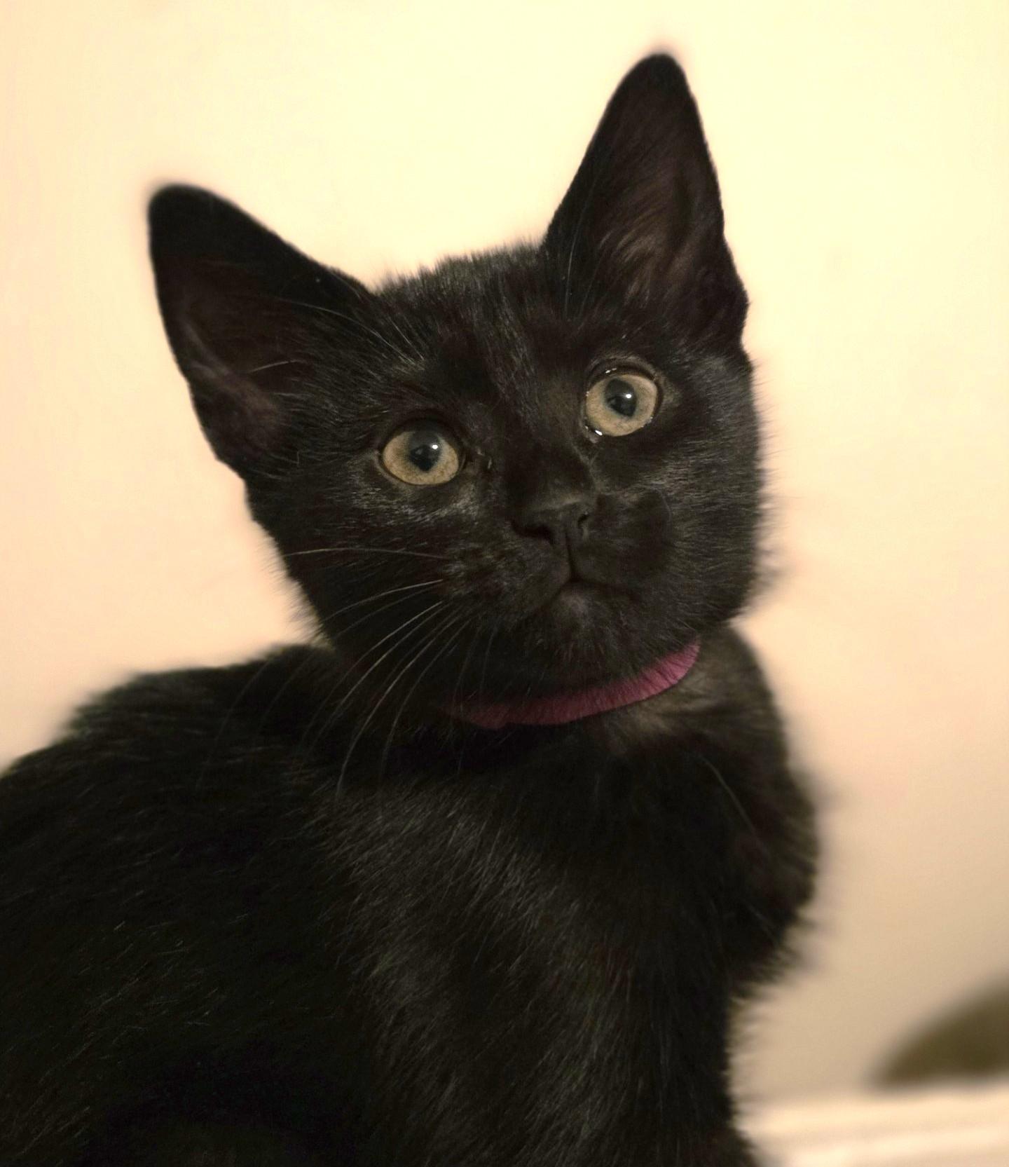 Enlarge Donna, a Adoptable Domestic Short Hair in Stoney Creek, ON image 2/3