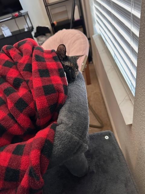 Enlarge Mz. Kitty, a ADOPTABLE Tortoiseshell in Santa Cruz, CA image 4/5