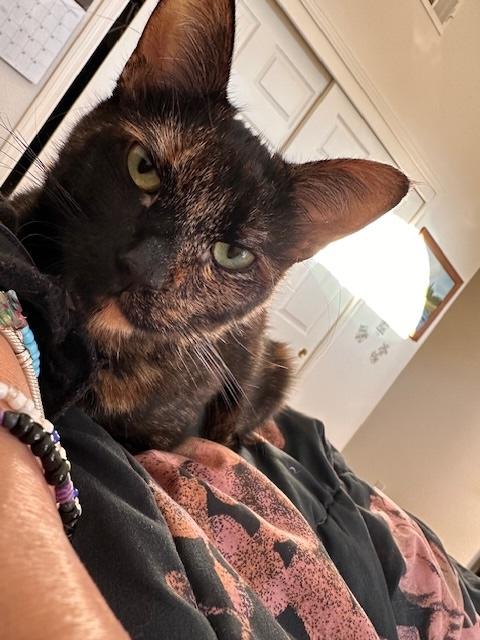 Mz. Kitty, ADOPTABLE, Adult Female Tortoiseshell.