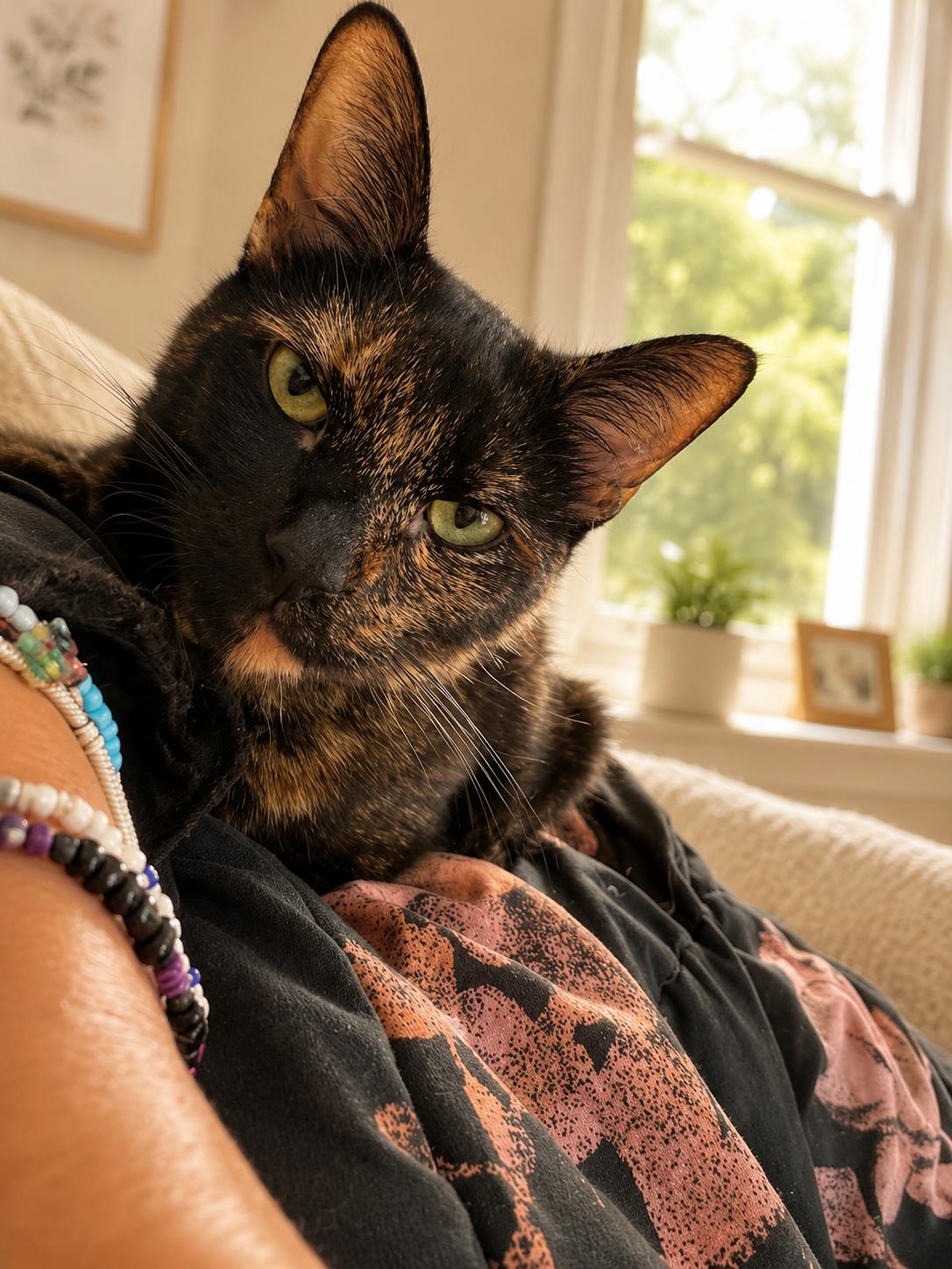 Mz. Kitty, ADOPTABLE, Adult Female Tortoiseshell.