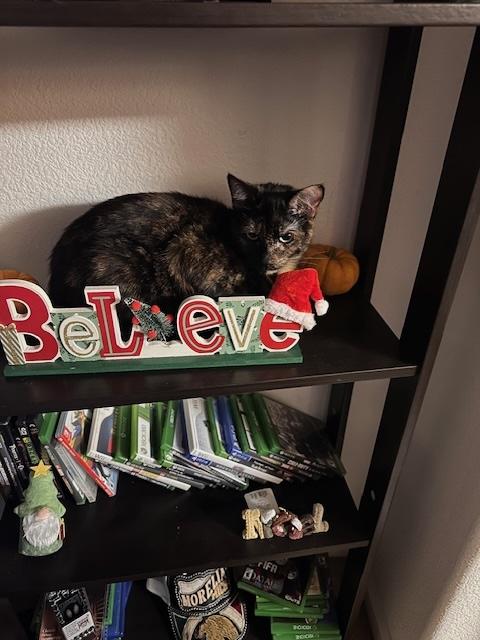 Enlarge Mz. Kitty, a ADOPTABLE Tortoiseshell in Santa Cruz, CA image 5/5