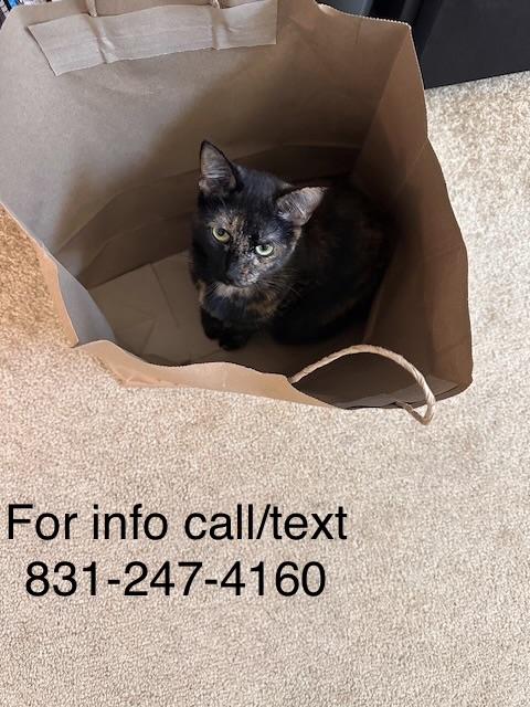 Enlarge Mz. Kitty, a ADOPTABLE Tortoiseshell in Santa Cruz, CA image 3/5