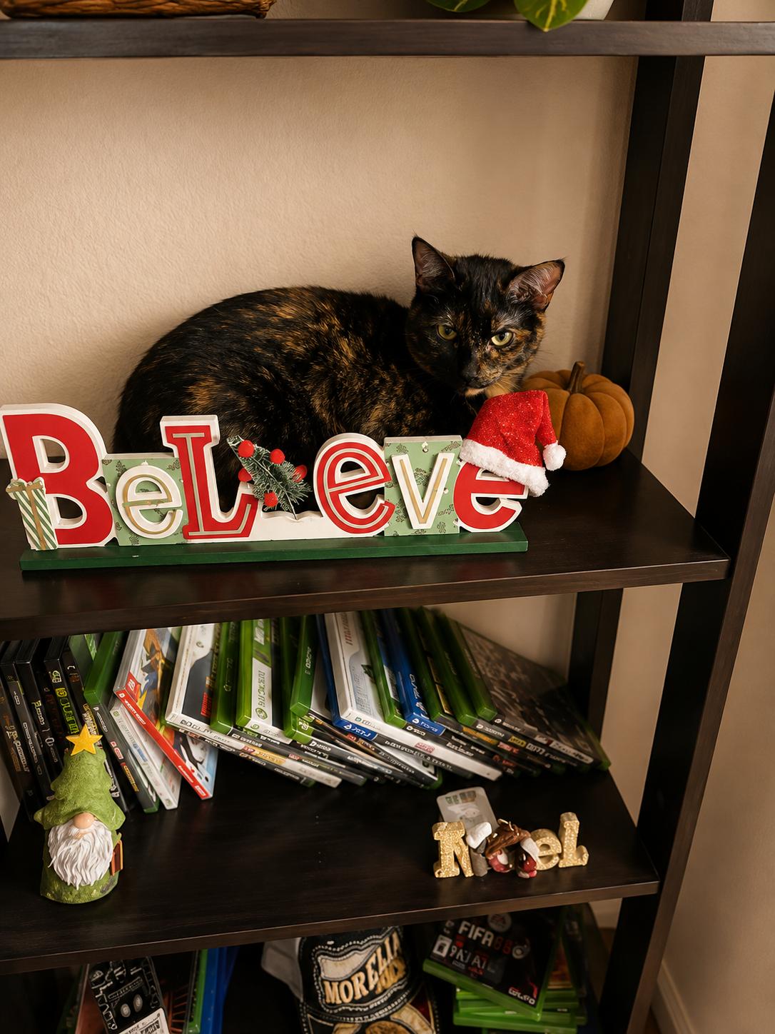 Enlarge Mz. Kitty, a ADOPTABLE Tortoiseshell in Santa Cruz, CA image 6/6