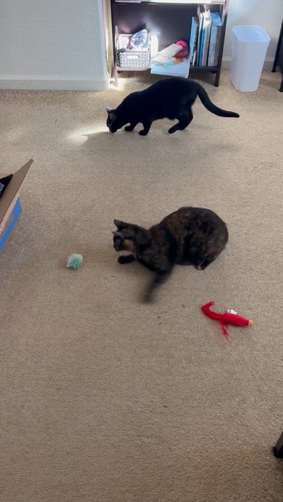 Enlarge Mz. Kitty, a ADOPTABLE Tortoiseshell in Santa Cruz, CA video 2/5