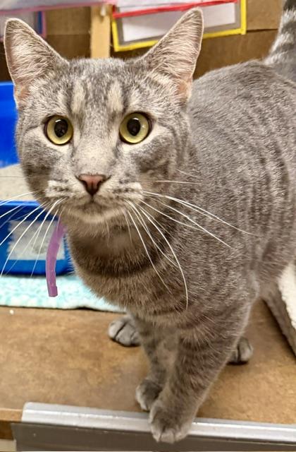 NEWT, an adoptable Domestic Short Hair in Lake Ozark, MO image 3/4