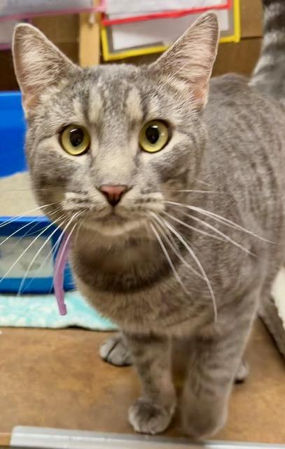 NEWT, an adoptable Domestic Short Hair in Lake Ozark, MO image 1/4