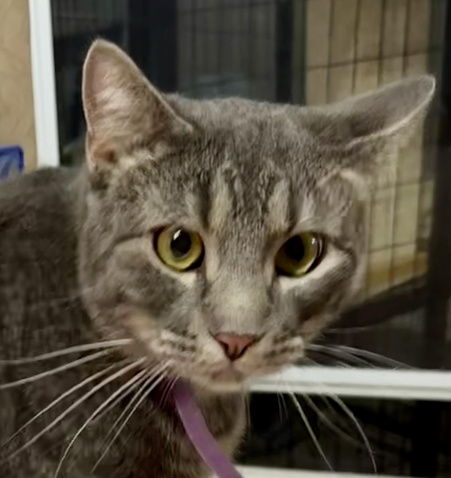 NEWT, an adoptable Domestic Short Hair in Lake Ozark, MO image 4/4