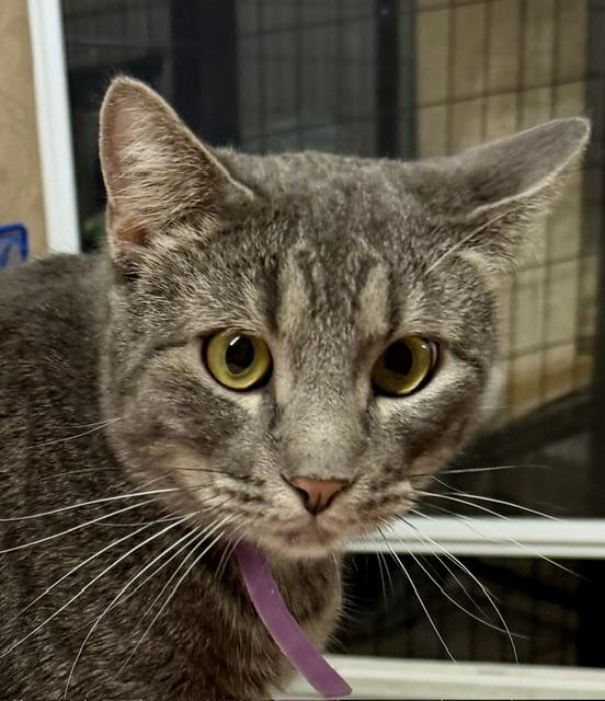NEWT, an adoptable Domestic Short Hair in Lake Ozark, MO image 2/4