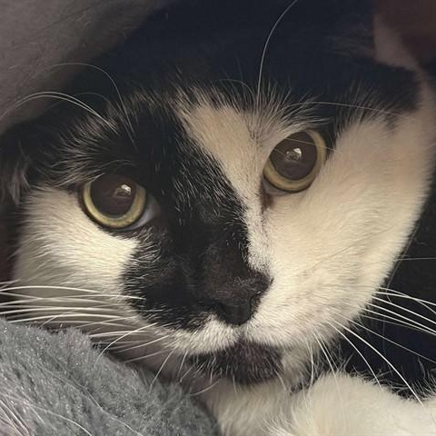 Moo, Adoptable, Senior Male Domestic Short Hair.