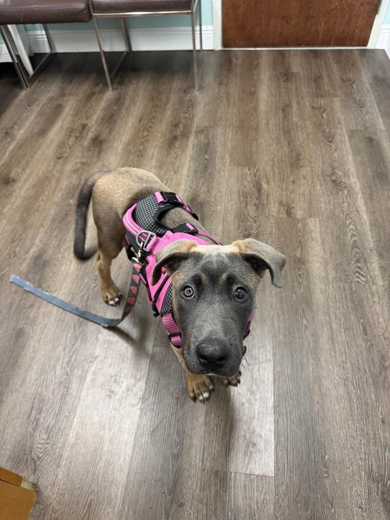 Enlarge Goober, an adopted mixed breed in Lauderhill, FL image 1/1