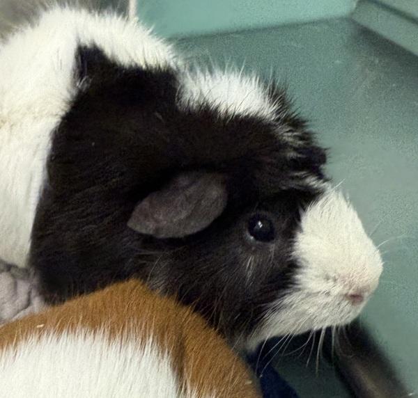Glacier, Adoptable, Adult Male Guinea Pig.