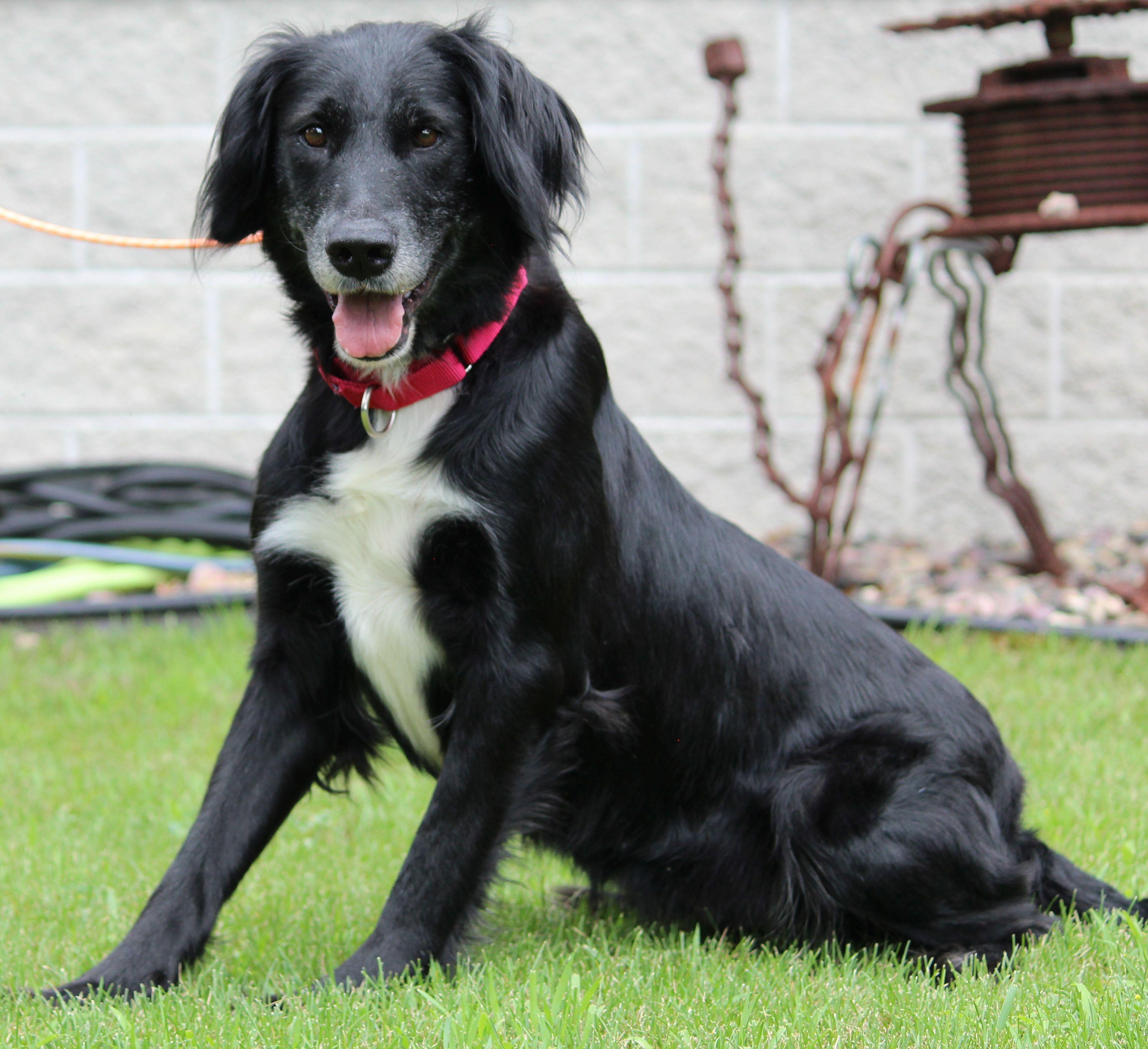 Sally, a ADOPTABLE mixed breed in Portage, WI image 2/5