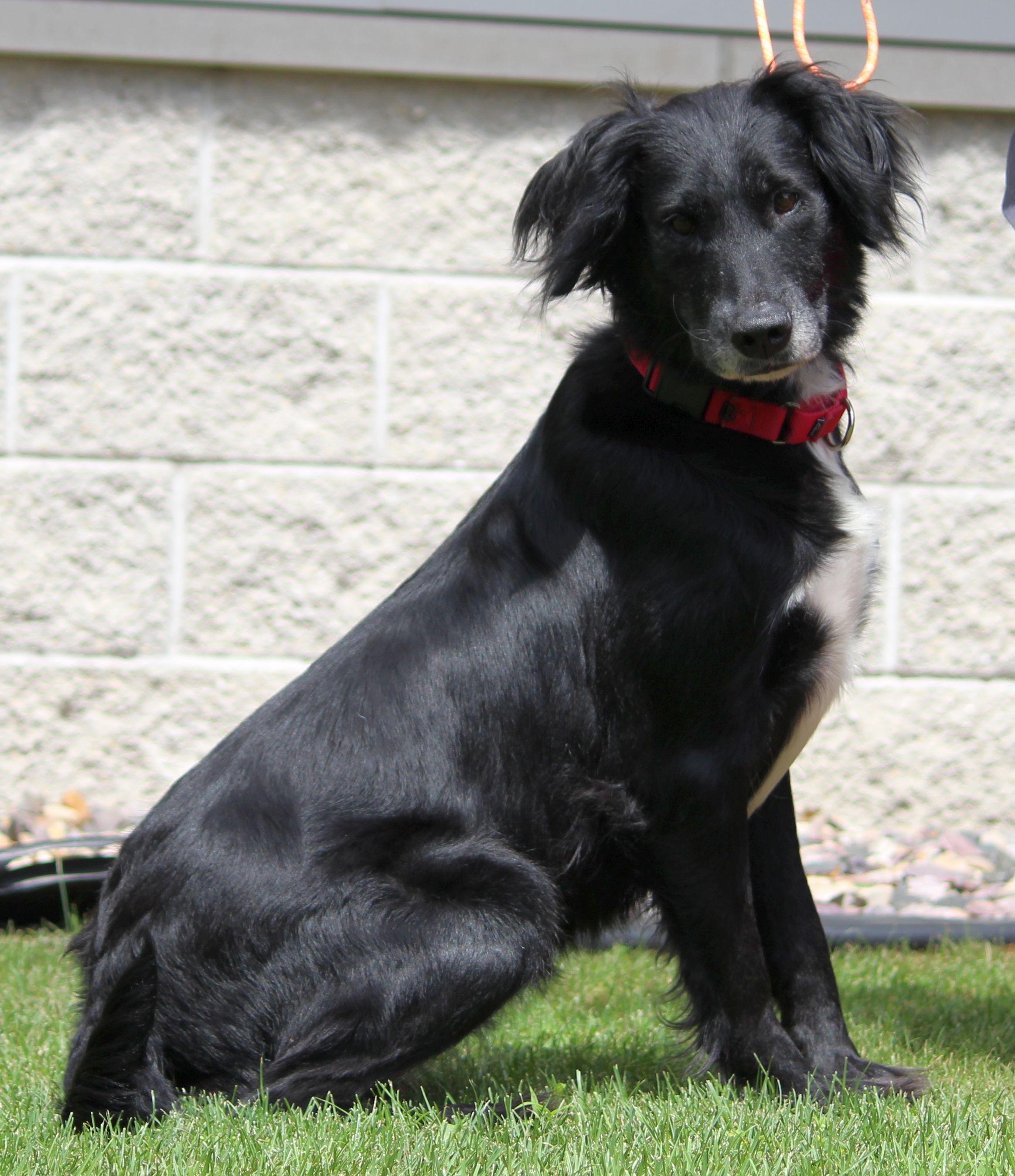 Sally, a ADOPTABLE mixed breed in Portage, WI image 4/5