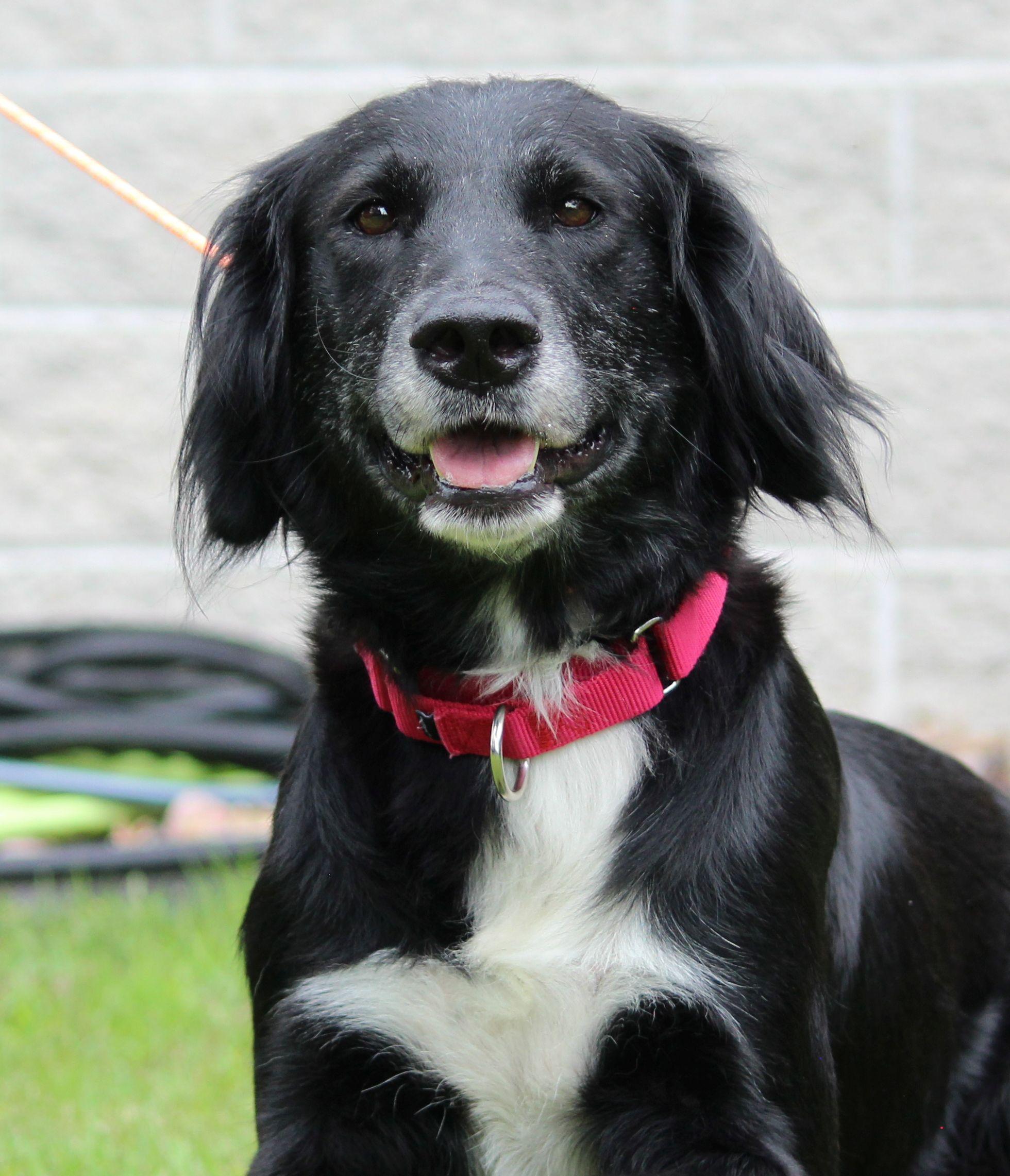 Sally, ADOPTABLE, Adult Female Retriever.