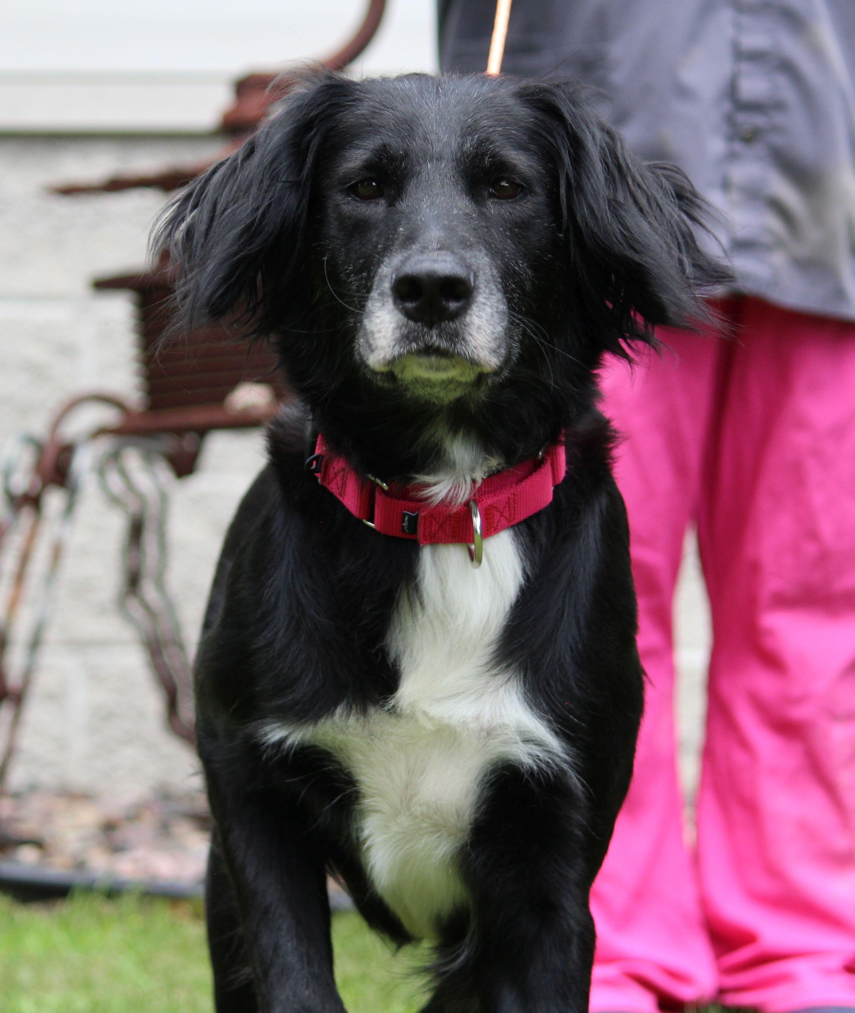 Sally, a ADOPTABLE mixed breed in Portage, WI image 5/5