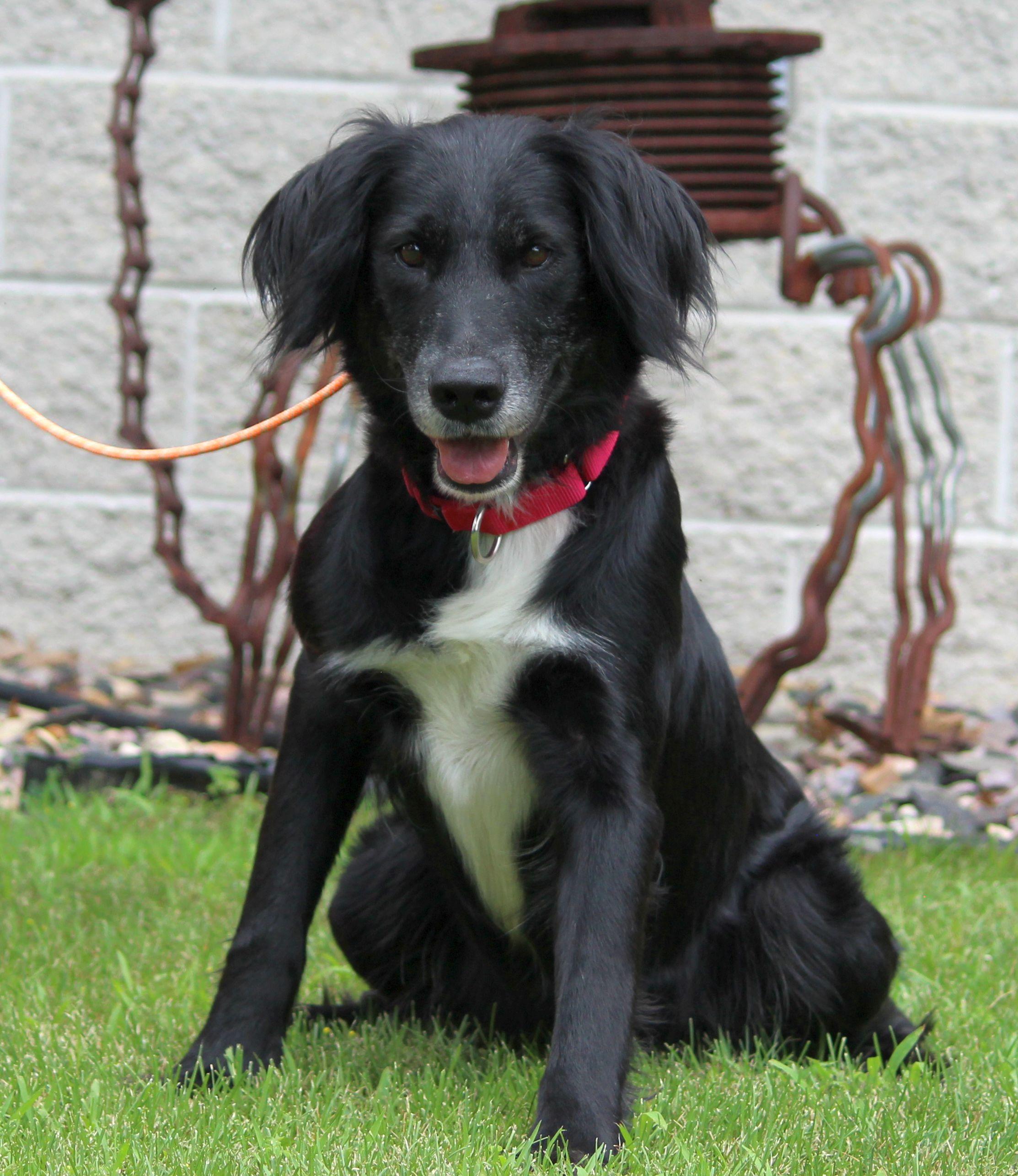 Sally, a ADOPTABLE mixed breed in Portage, WI image 3/5