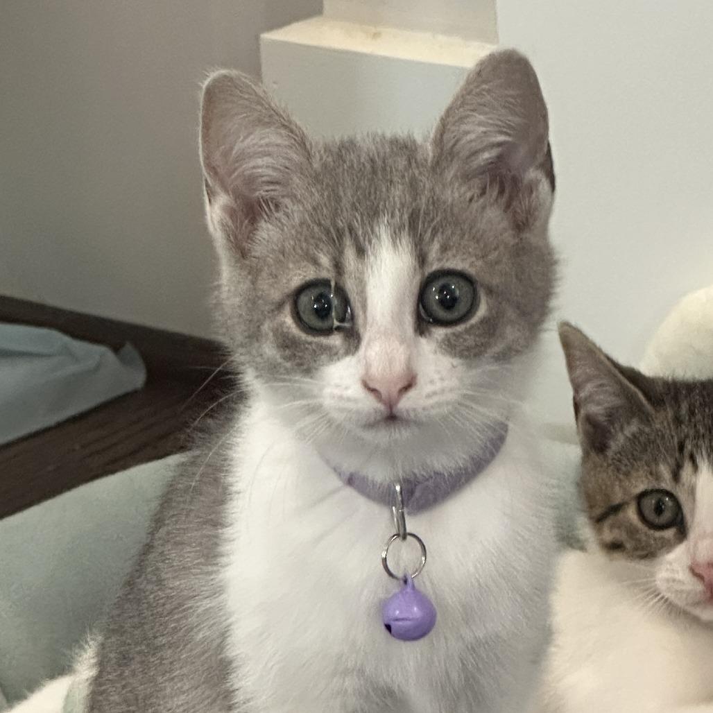 Menehune (Hawaiian Kittens), a Adoptable Domestic Short Hair in Charlotte, NC image 1/4