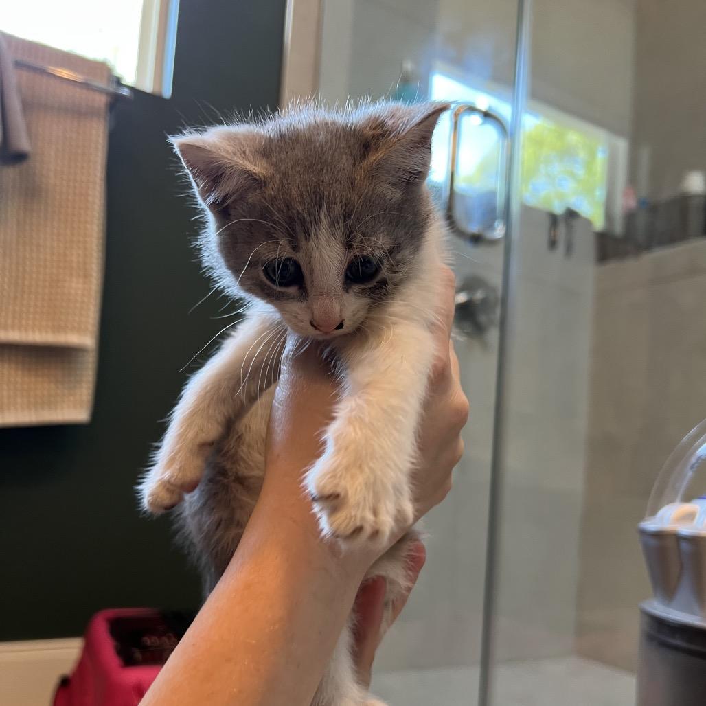 Menehune (Hawaiian Kittens), a Adoptable Domestic Short Hair in Charlotte, NC image 2/4