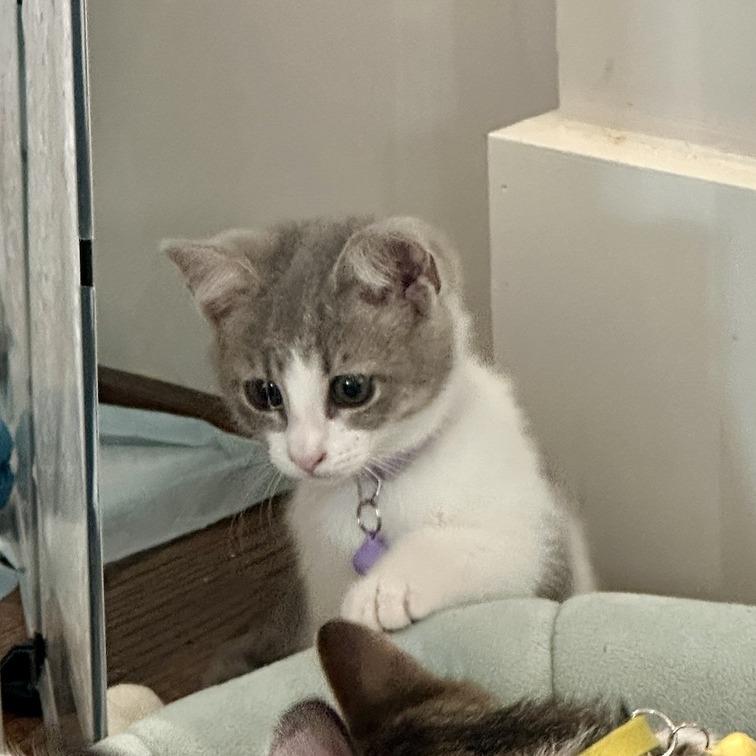 Menehune (Hawaiian Kittens), a Adoptable Domestic Short Hair in Charlotte, NC image 3/4