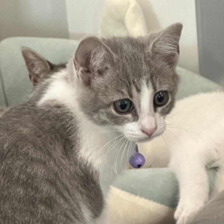 Menehune (Hawaiian Kittens), a Adoptable Domestic Short Hair in Charlotte, NC image 4/4