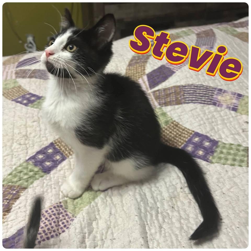 S litter of kittens, Adoptable, Kitten Female Domestic Medium Hair.