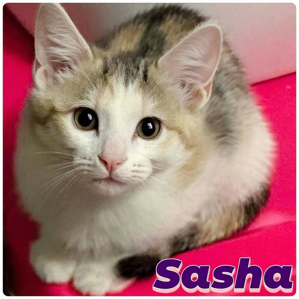 Enlarge S litter of kittens, a Adoptable mixed breed in Fairmont, WV image 2/6