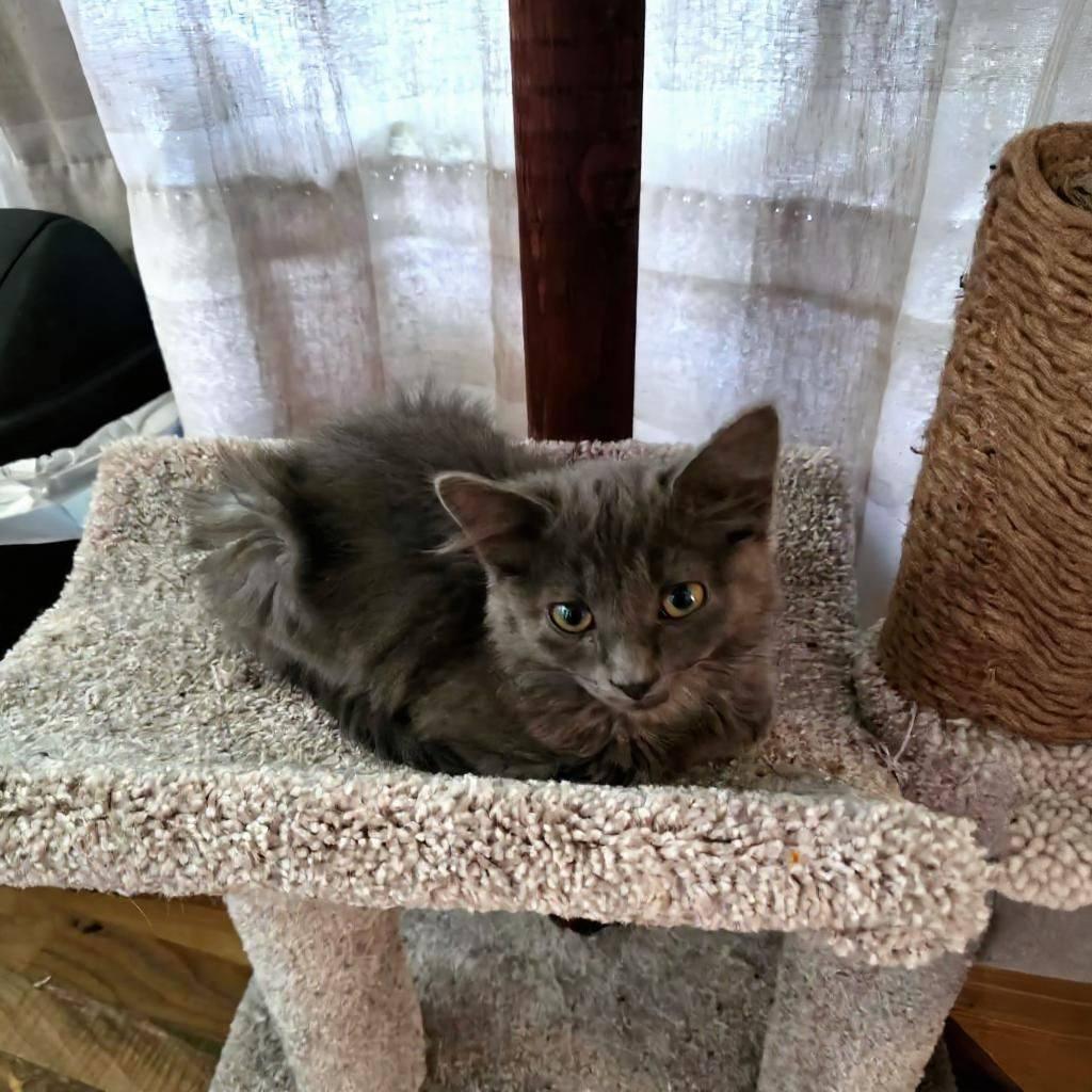 S litter of kittens, Adoptable, Kitten Female Domestic Medium Hair.