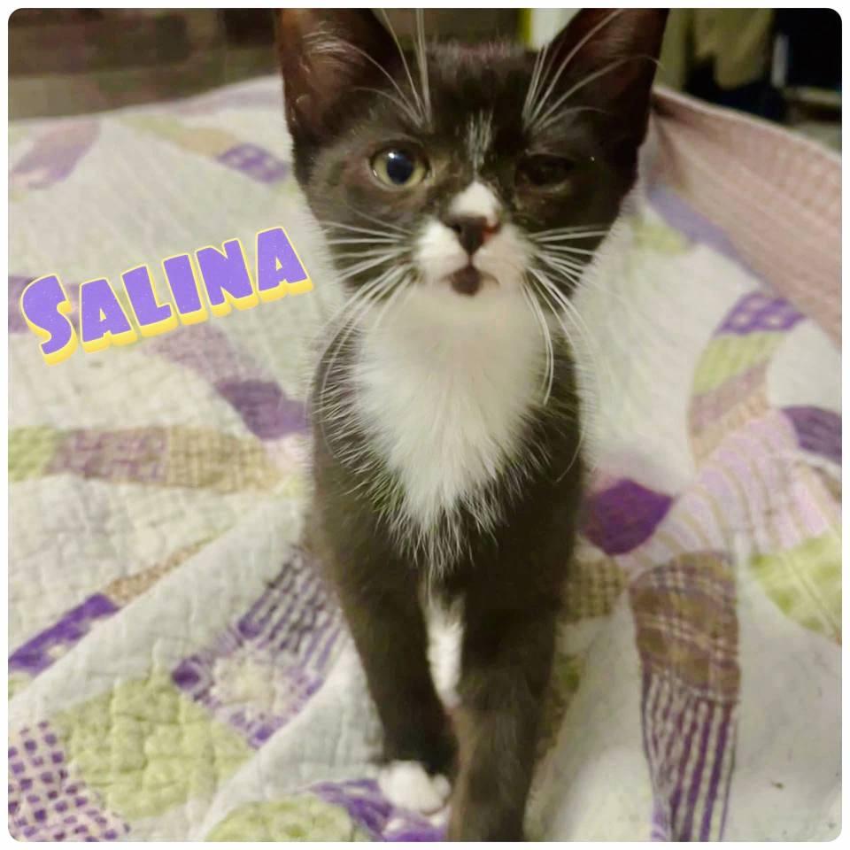 Enlarge S litter of kittens, a Adoptable mixed breed in Fairmont, WV image 4/6