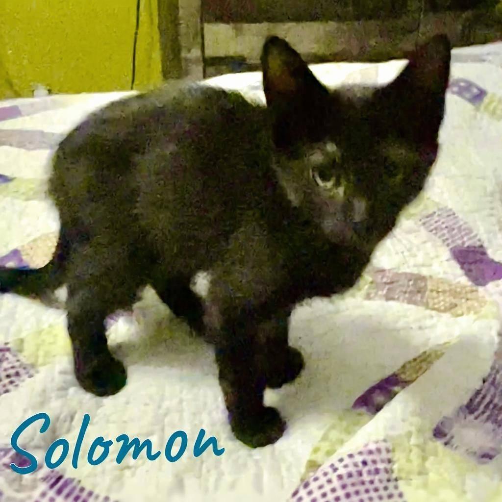 Enlarge S litter of kittens, a Adoptable mixed breed in Fairmont, WV image 5/6