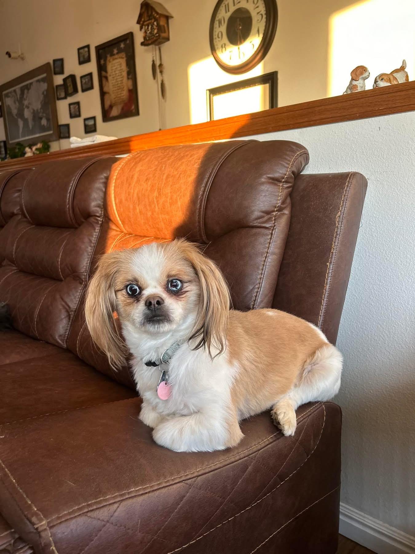 Gizmo , adopted, Adult Male Yorkshire Terrier.