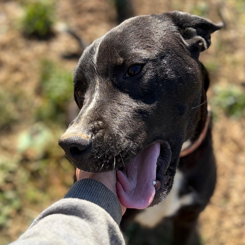 Enlarge Boomer, a ADOPTABLE mixed breed in Burlington, VT image 3/5