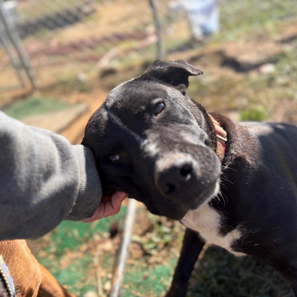Boomer, ADOPTABLE, Young Male Black Labrador Retriever.