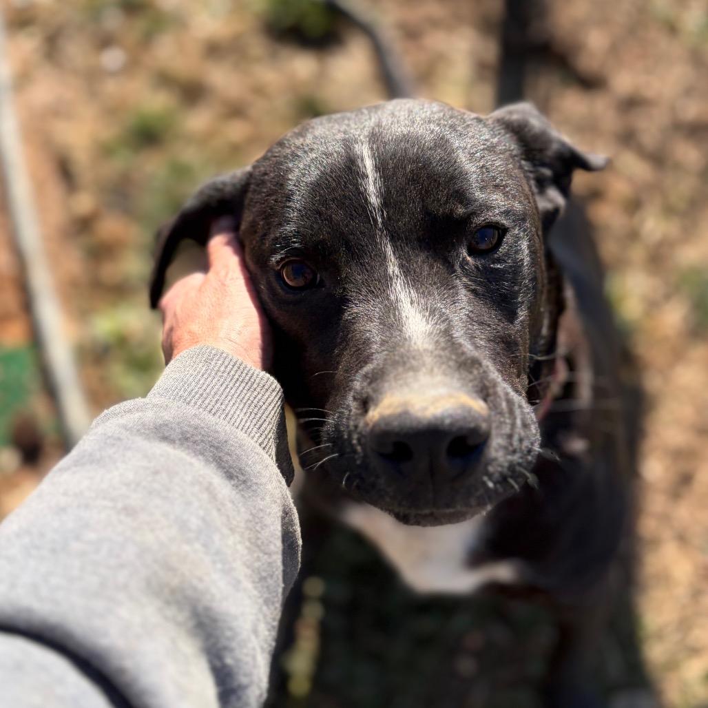 Enlarge Boomer, a ADOPTABLE mixed breed in Burlington, VT image 2/5