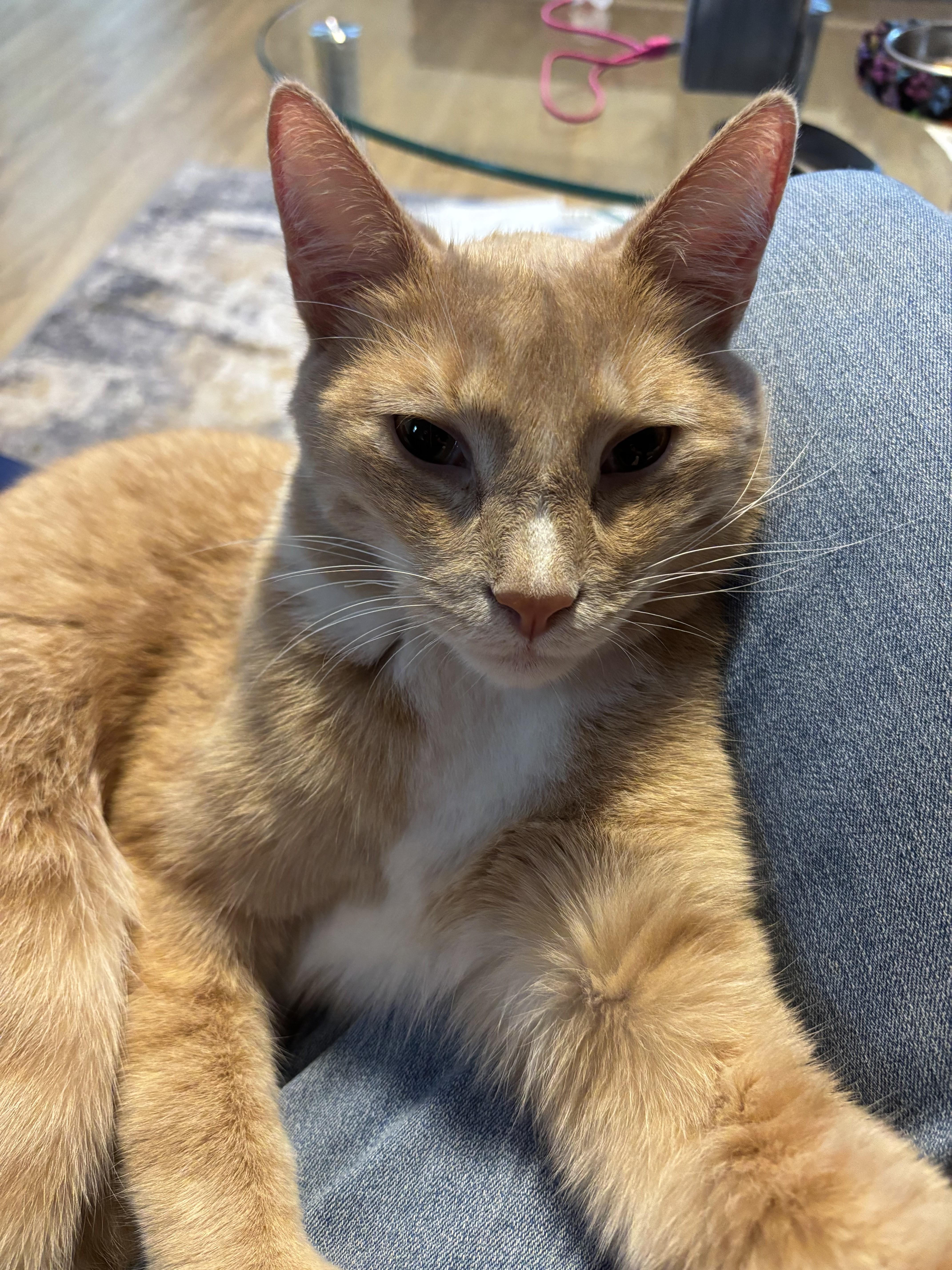 Enlarge Meet Chick-Your Snuggle Buddy, a Adoptable Tabby in Laurel, MD image 3/6