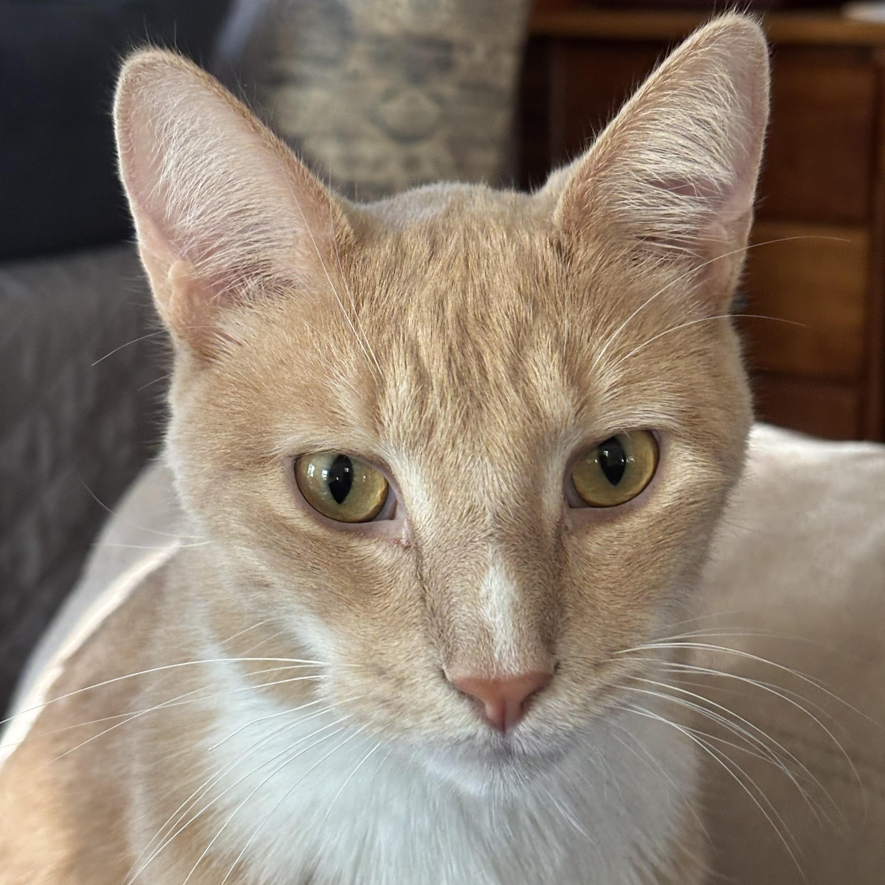 Enlarge Meet Chick-Your Snuggle Buddy, a Adoptable Tabby in Laurel, MD image 1/6