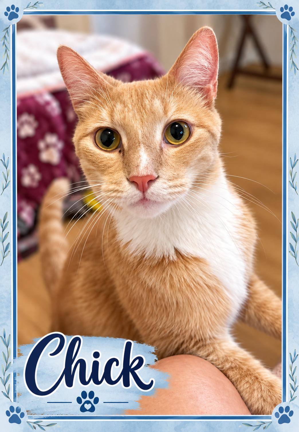 Enlarge Meet Chick-Your Snuggle Buddy, a Adoptable Tabby in Laurel, MD image 2/6