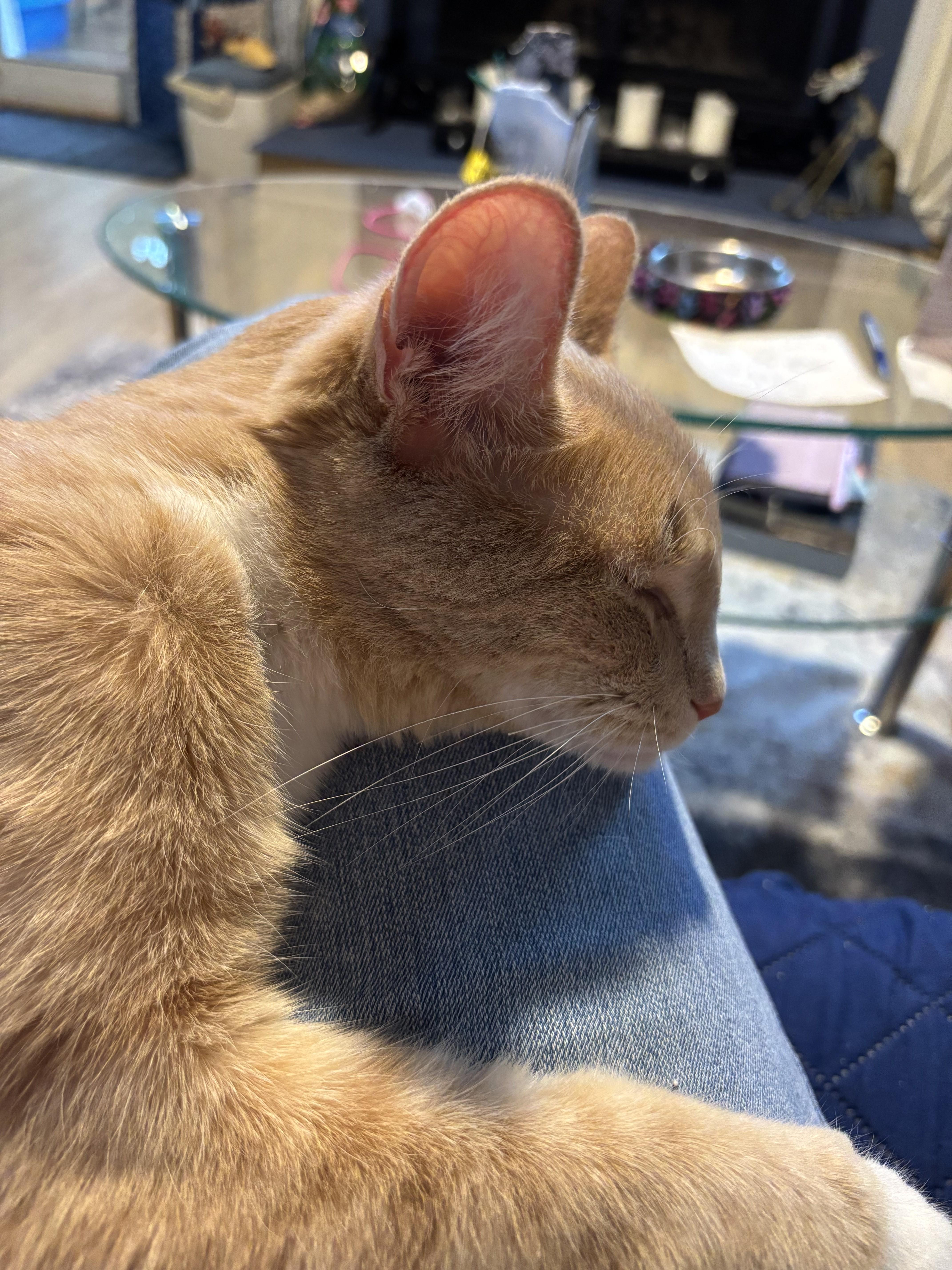 Enlarge Meet Chick-Your Snuggle Buddy, a Adoptable Tabby in Laurel, MD image 5/6