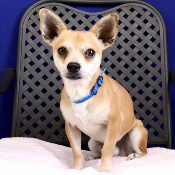 Gidget, Adoptable, Adult Male Chihuahua.