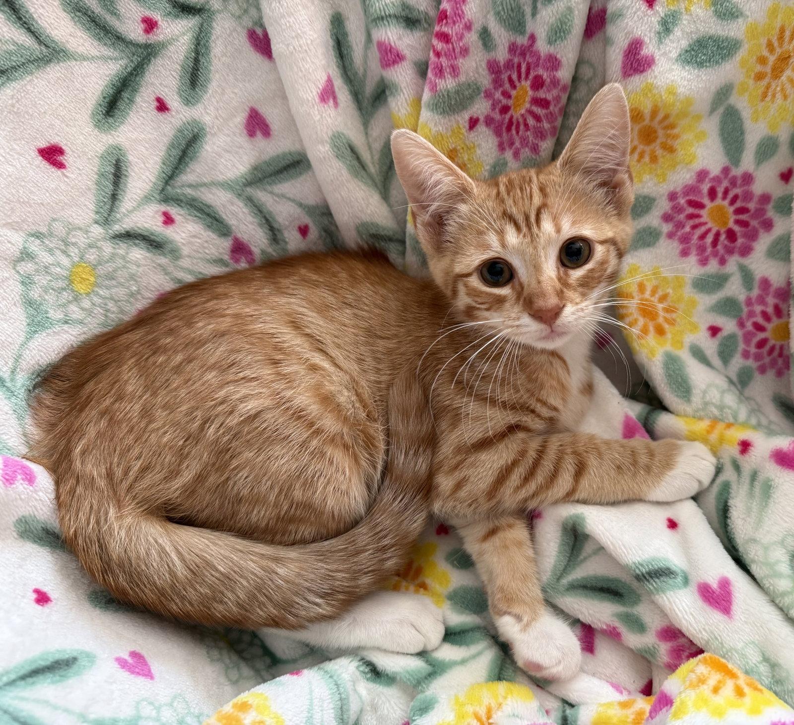 Timón, Adoptable, Young Male Domestic Short Hair.