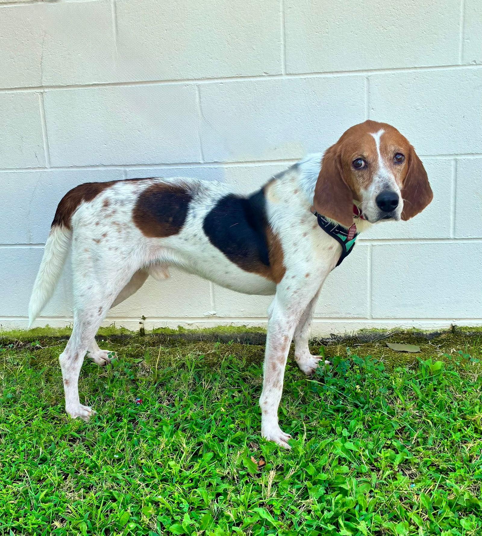 Sir Paw McCartney, Adoptable, Adult Male Treeing Walker Coonhound.