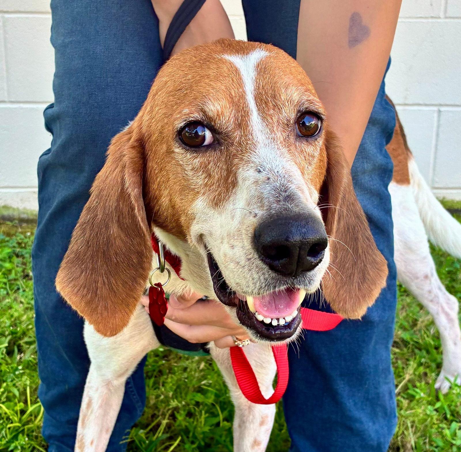 Enlarge Sir Paw McCartney, a Adoptable Treeing Walker Coonhound in Glen St Mary, FL image 3/3