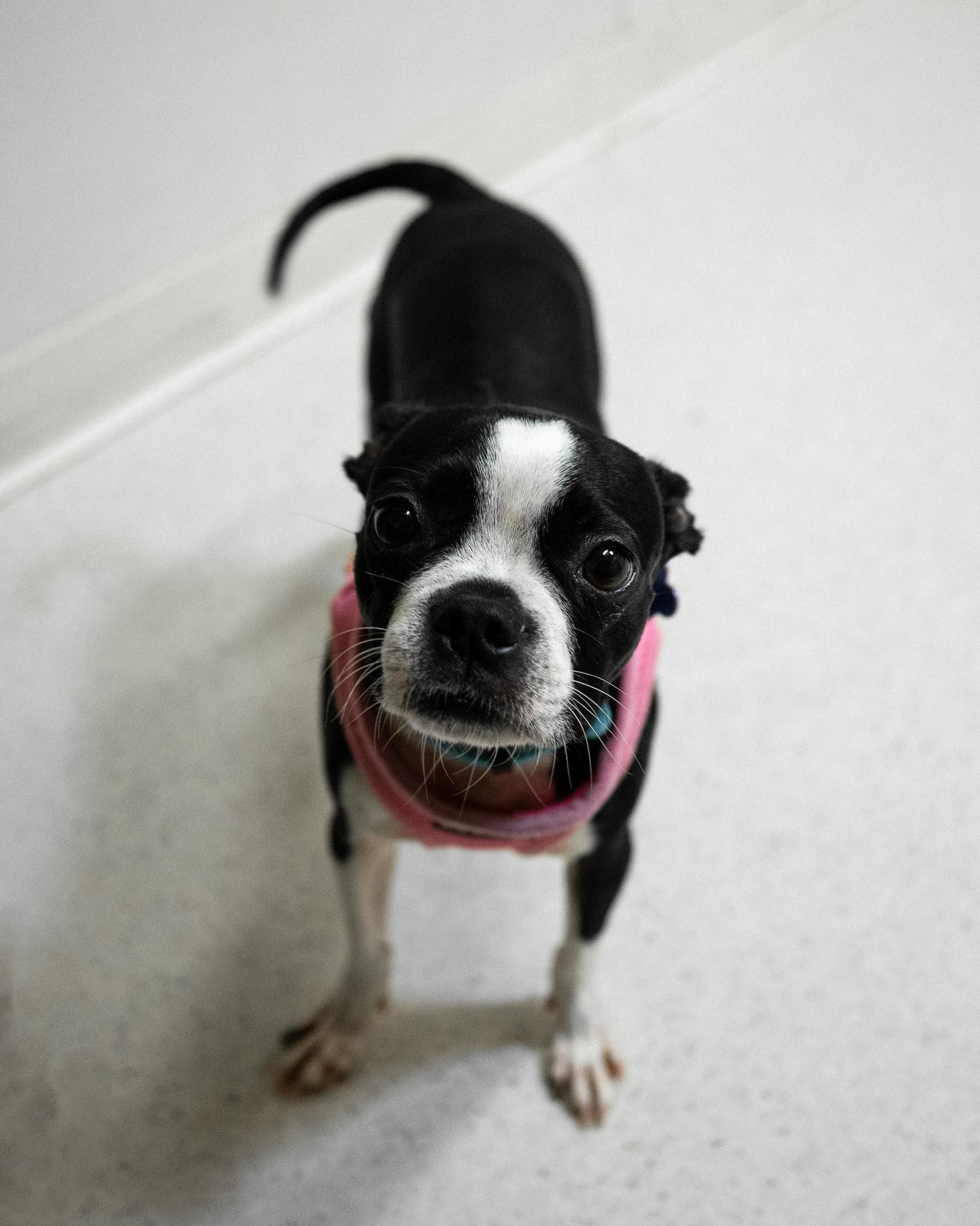 Sophie